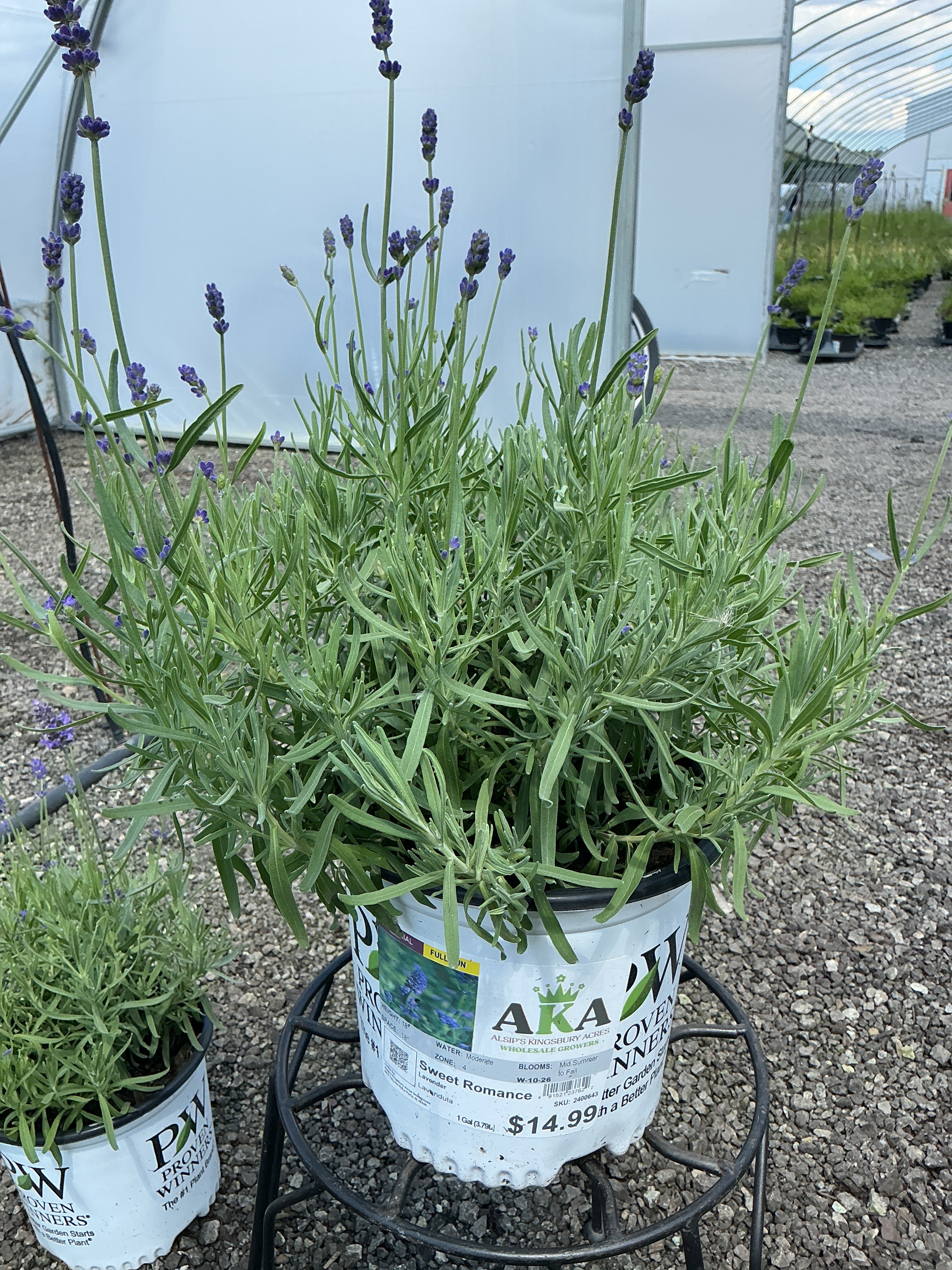 Lavandula Lavender Sweet Romance