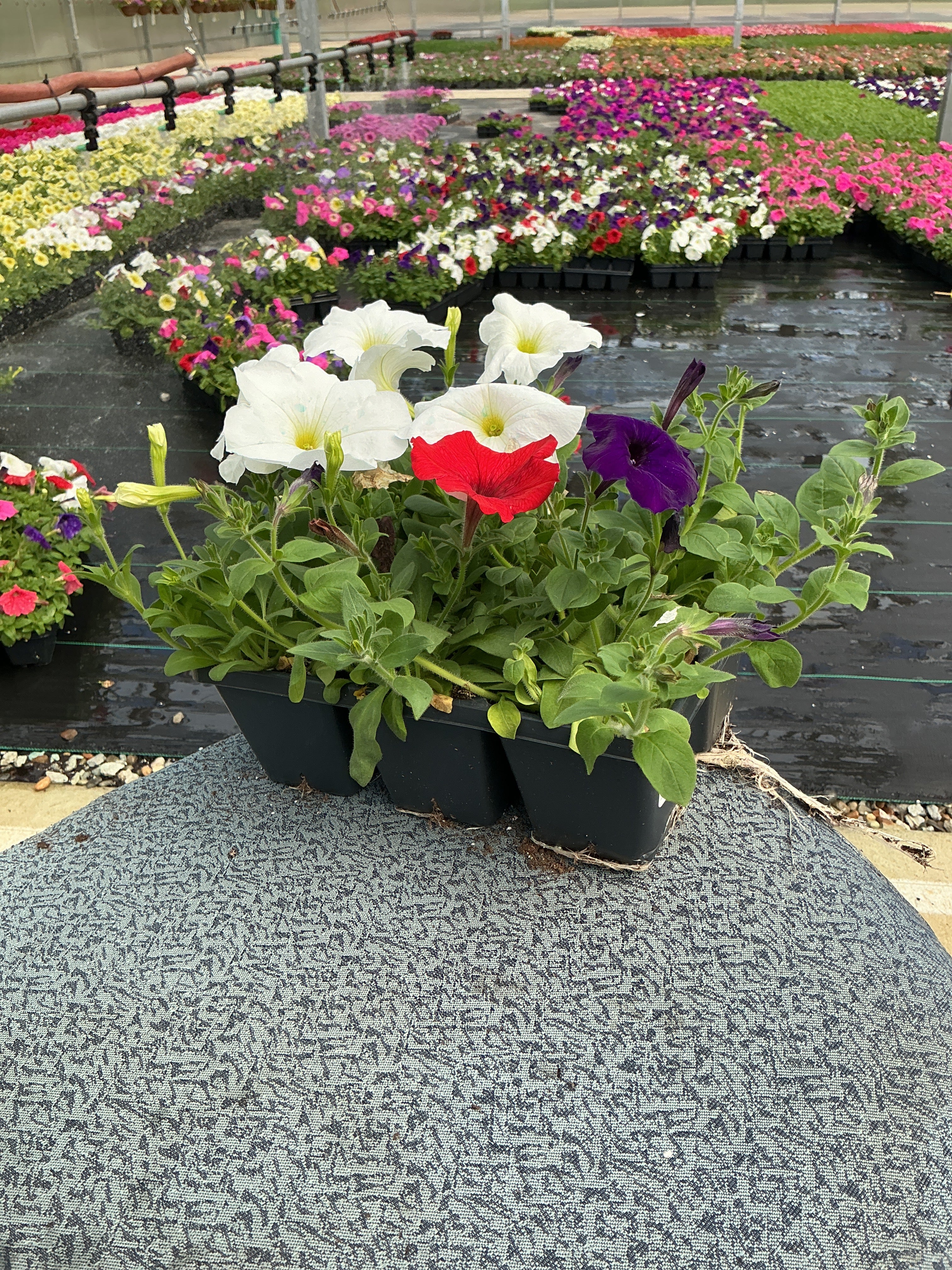 Petunia Easy Wave The Flag Mix - 6 Pack Annual