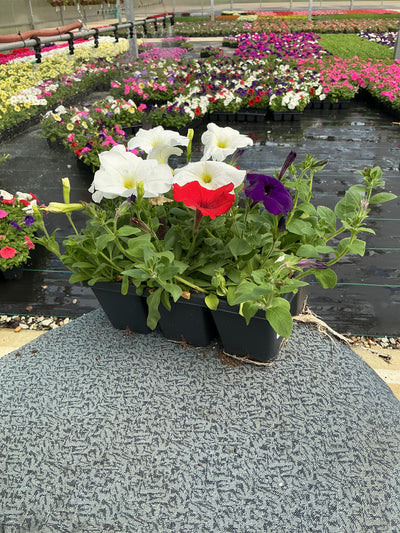 Petunia Easy Wave The Flag Mix - 6 Pack Annual