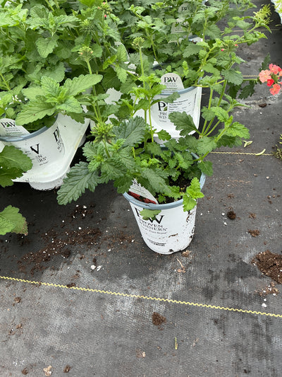 Verbena Superbena Peachy Keen - 4.25" Proven Winners Annual