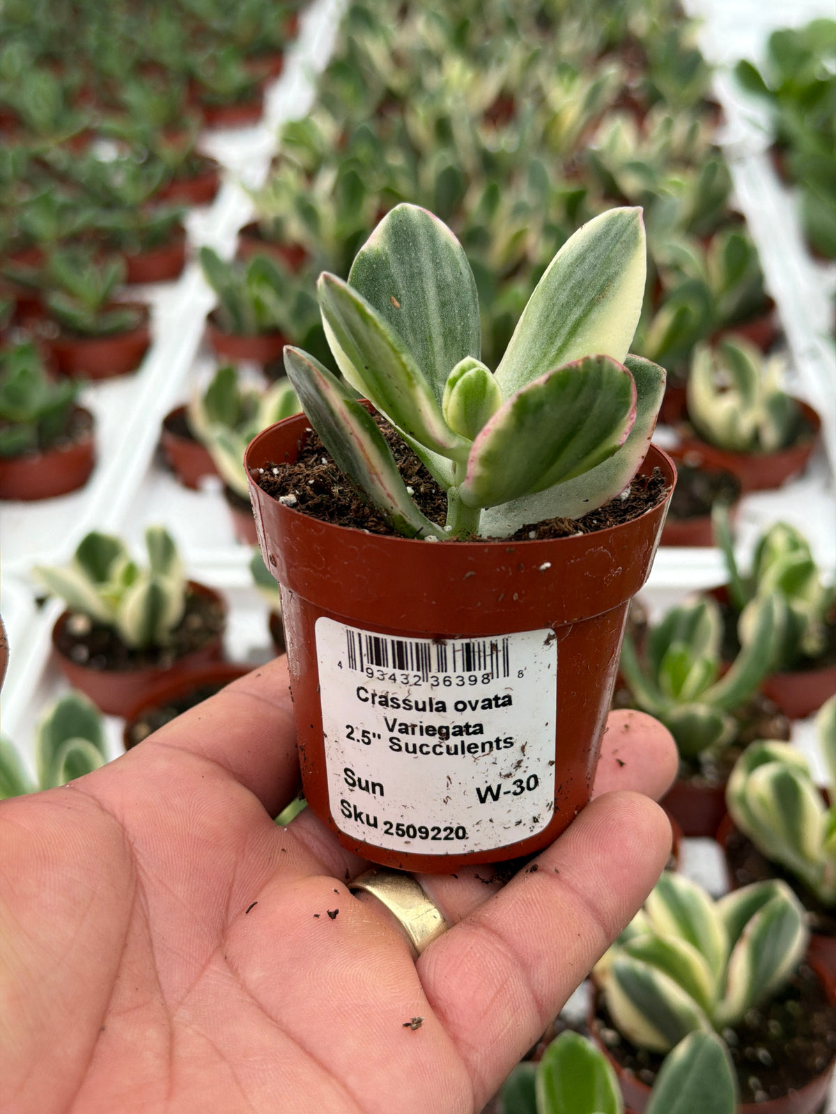 Crassula ovata Variegata - 2.5" Succulent