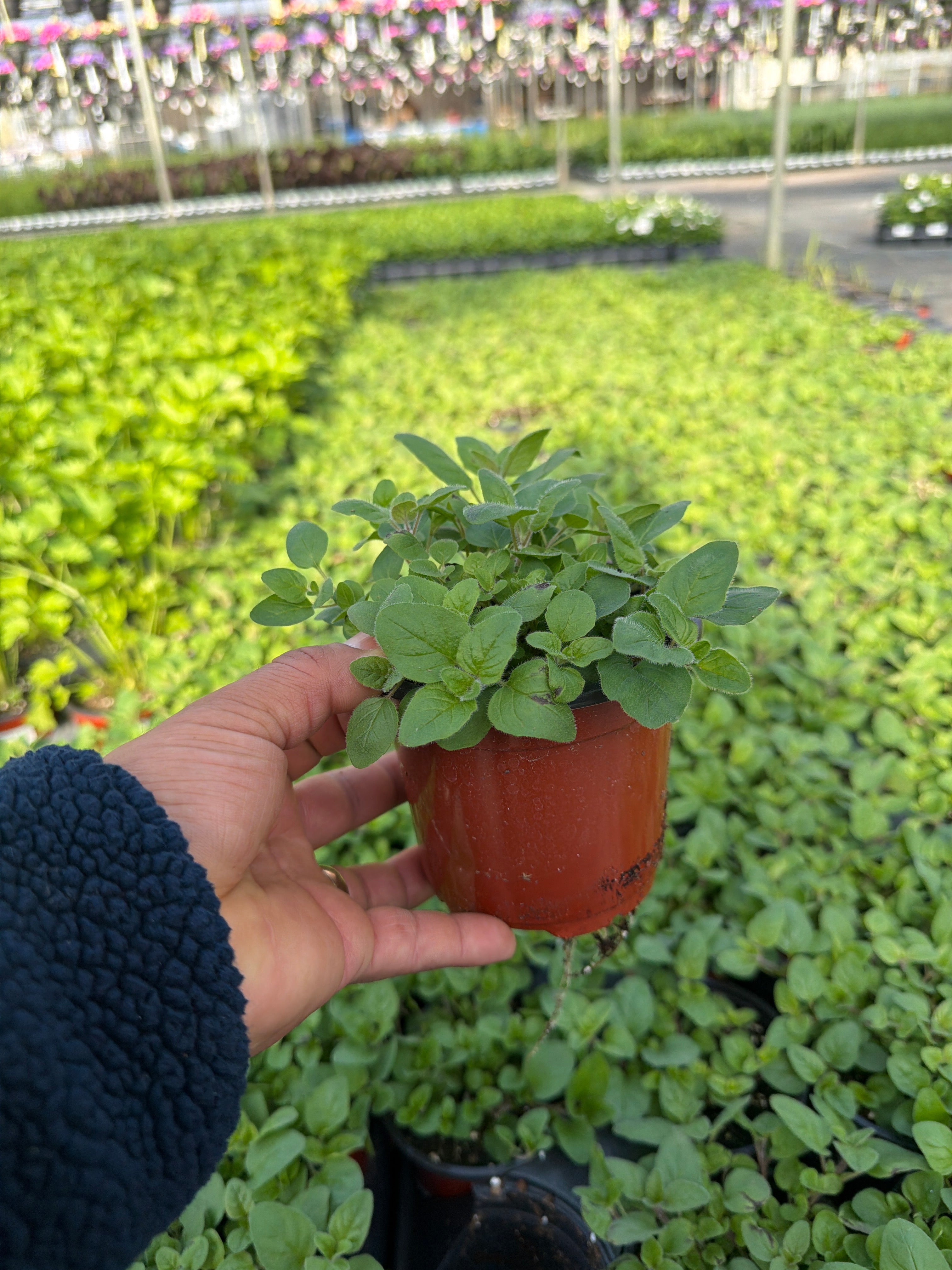 Oregano Italian - 4.33" Potted Herb