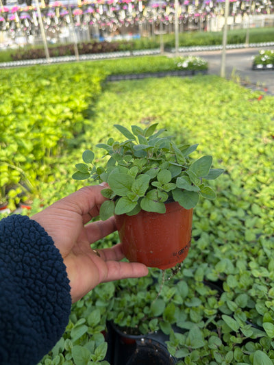 Oregano Italian - 4.33" Potted Herb