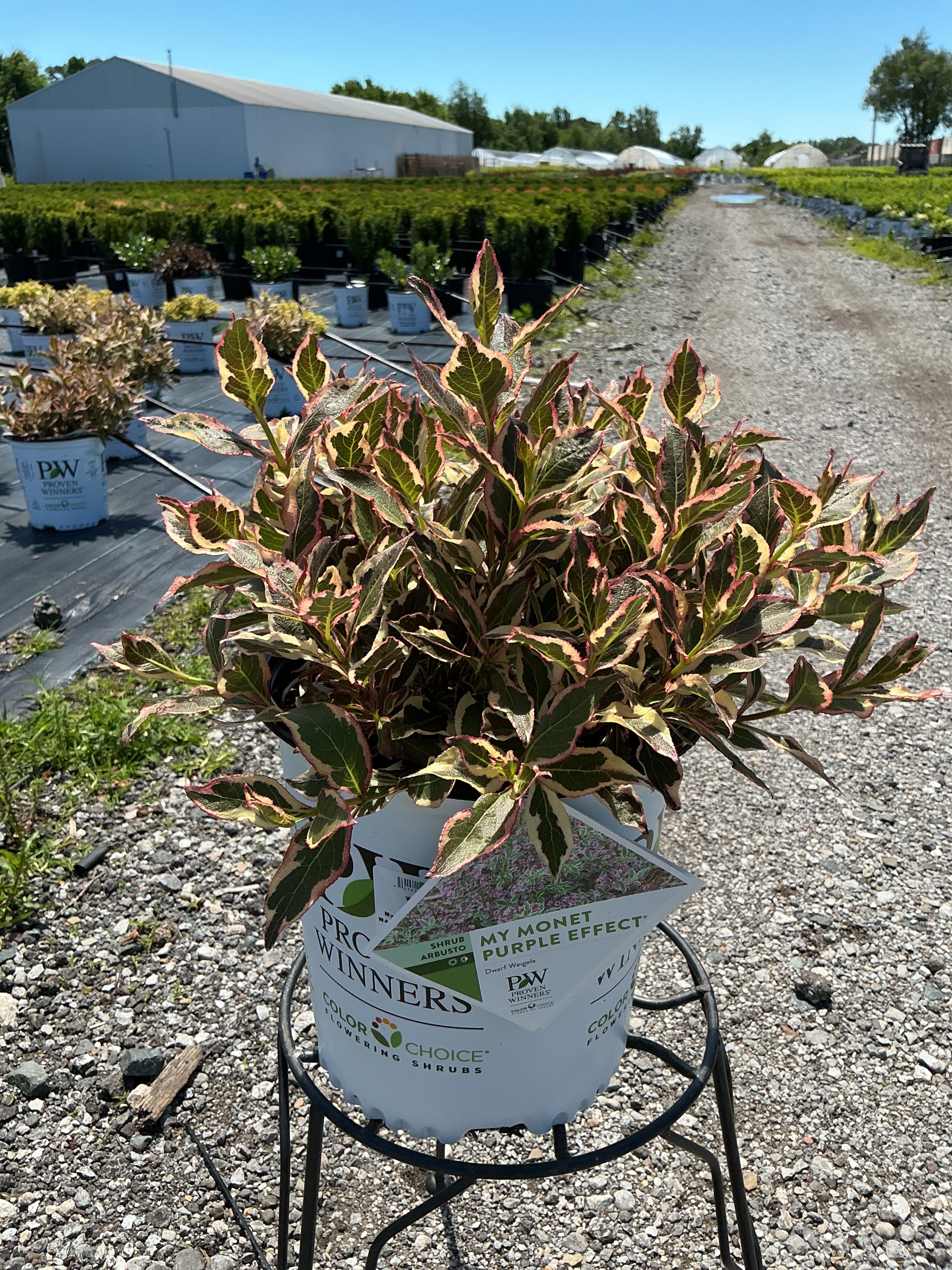 Weigela My Monet Purple Effect