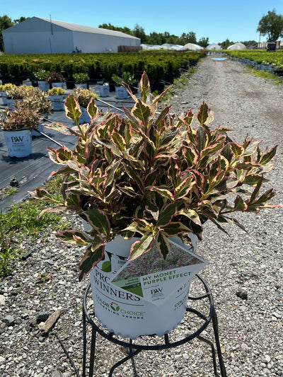 Weigela My Monet Purple Effect