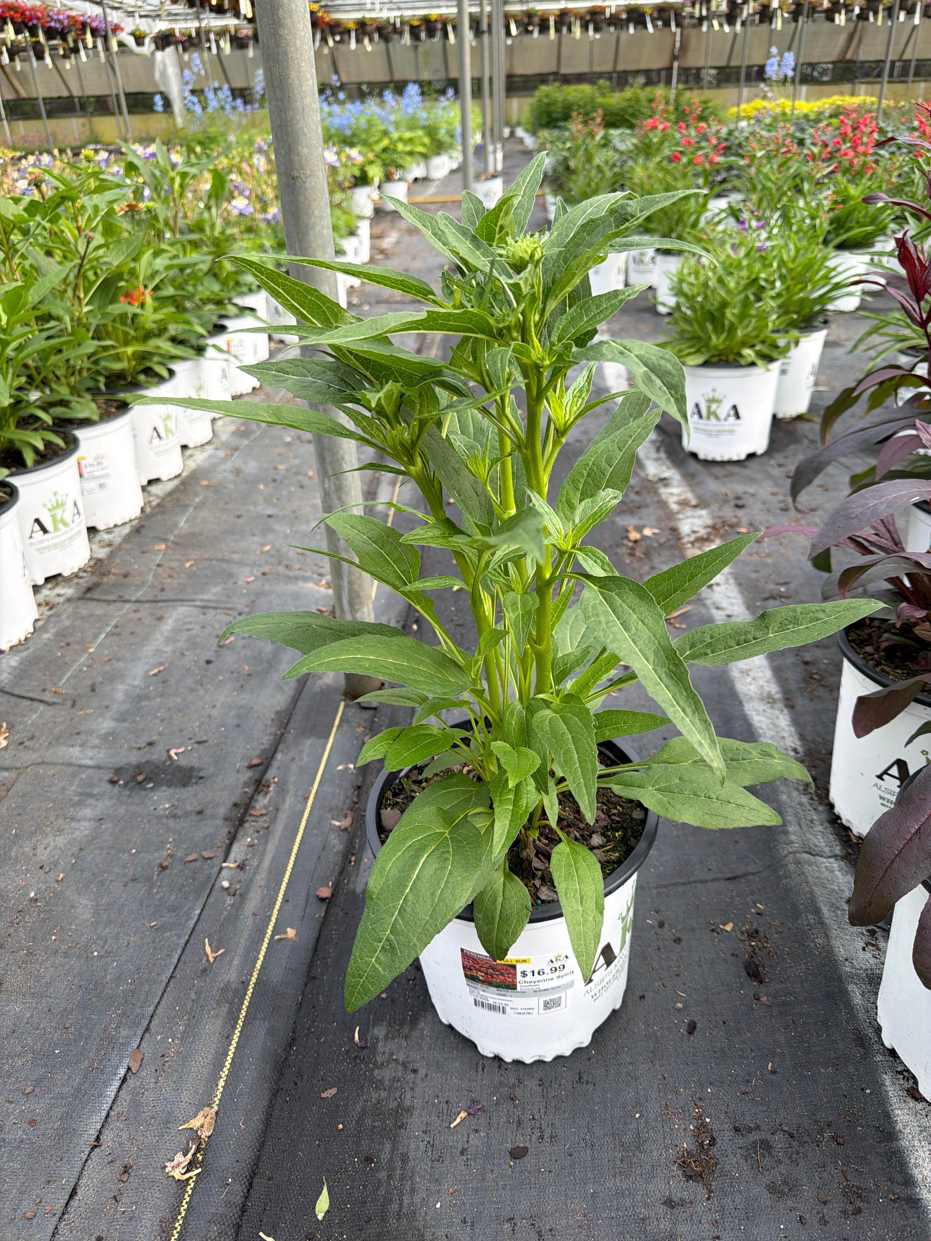 Echinacea Coneflower Cheyenne Spirit