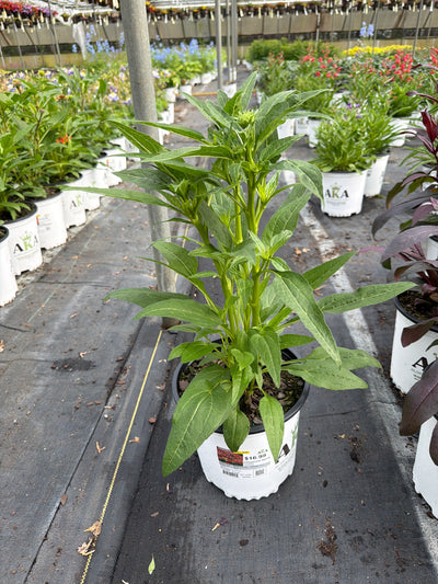 Echinacea Coneflower Cheyenne Spirit