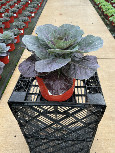 Pigeon Red Ornamental Kale - 8" Fall Annuals