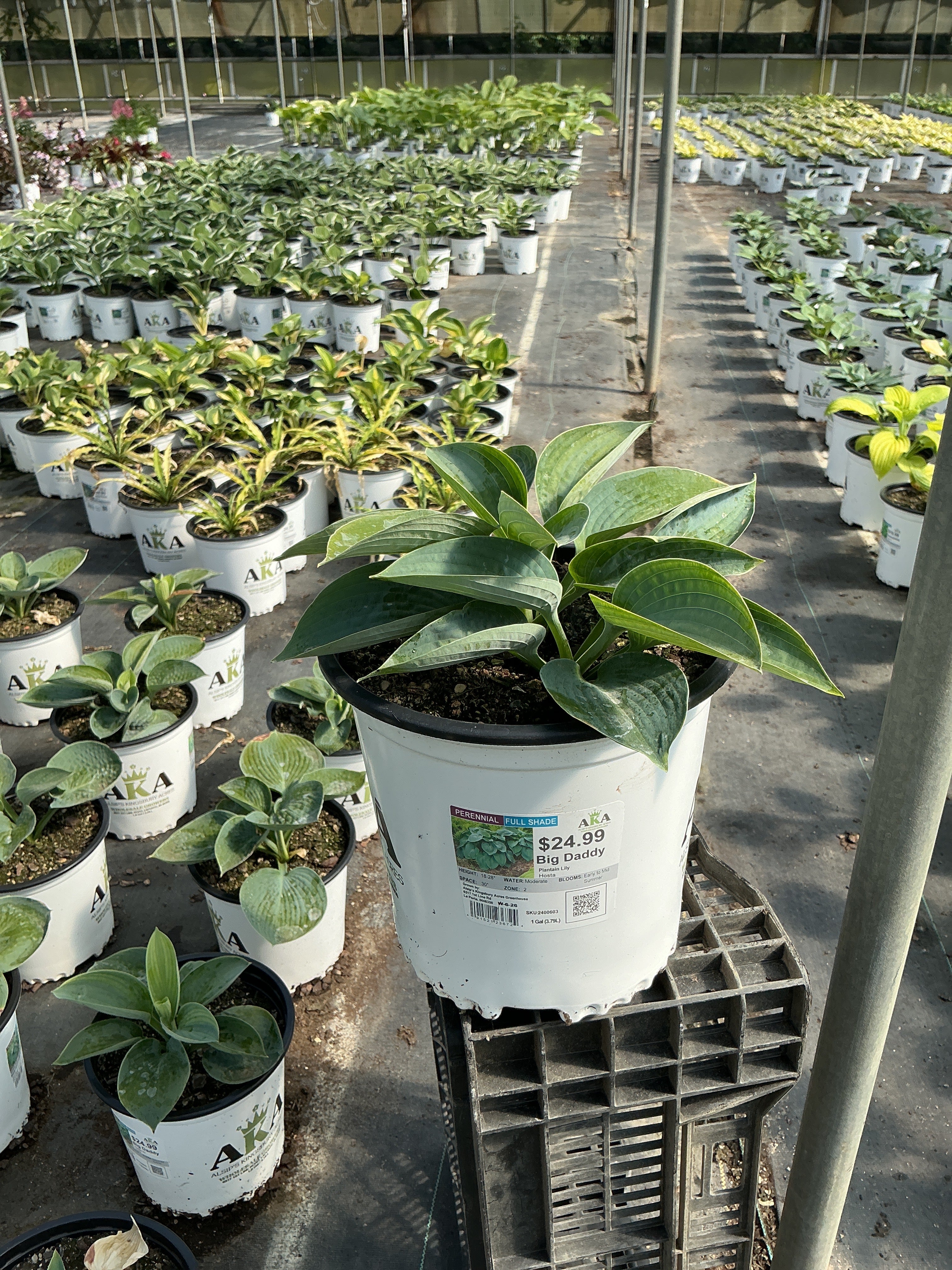 Hosta Plantain Lily Big Daddy