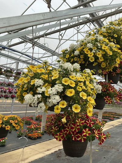 123 Sunnyside - 11" Hanging Basket