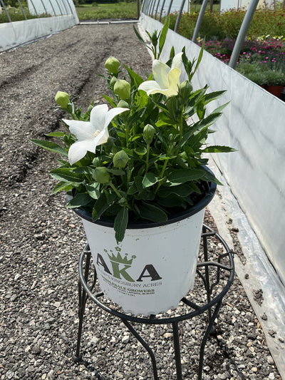 Platycodon Balloon Flower Pop Star White