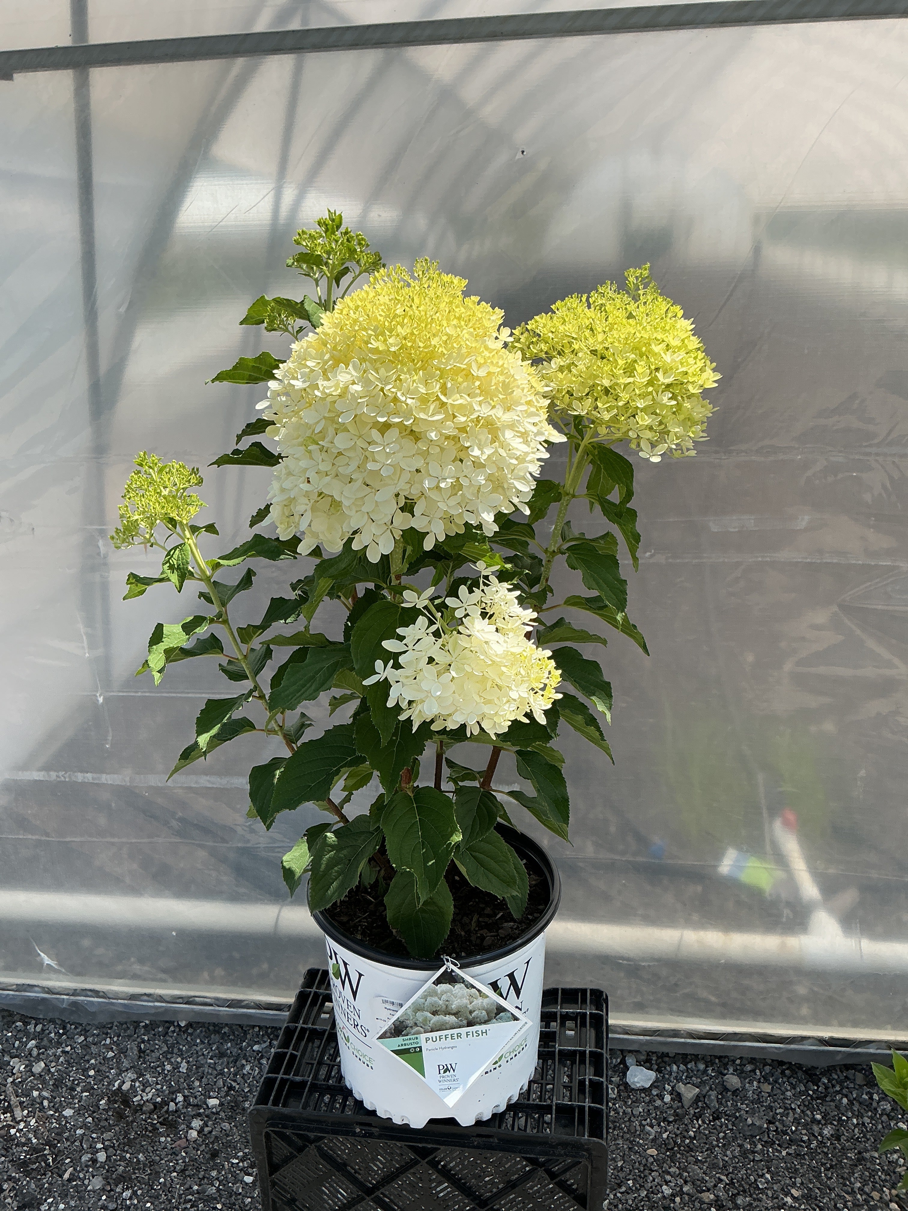 Hydrangea Puffer Fish