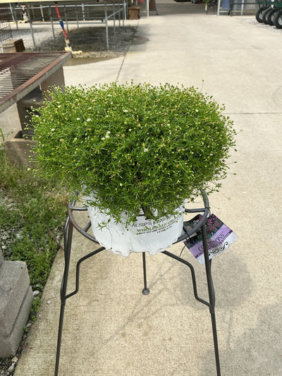Sagina Moss Irish (Subulata) - 6" Perennial