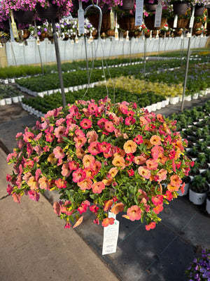 Calibrachoa Cha-Cha Diva Apricot - 11" Hanging Basket