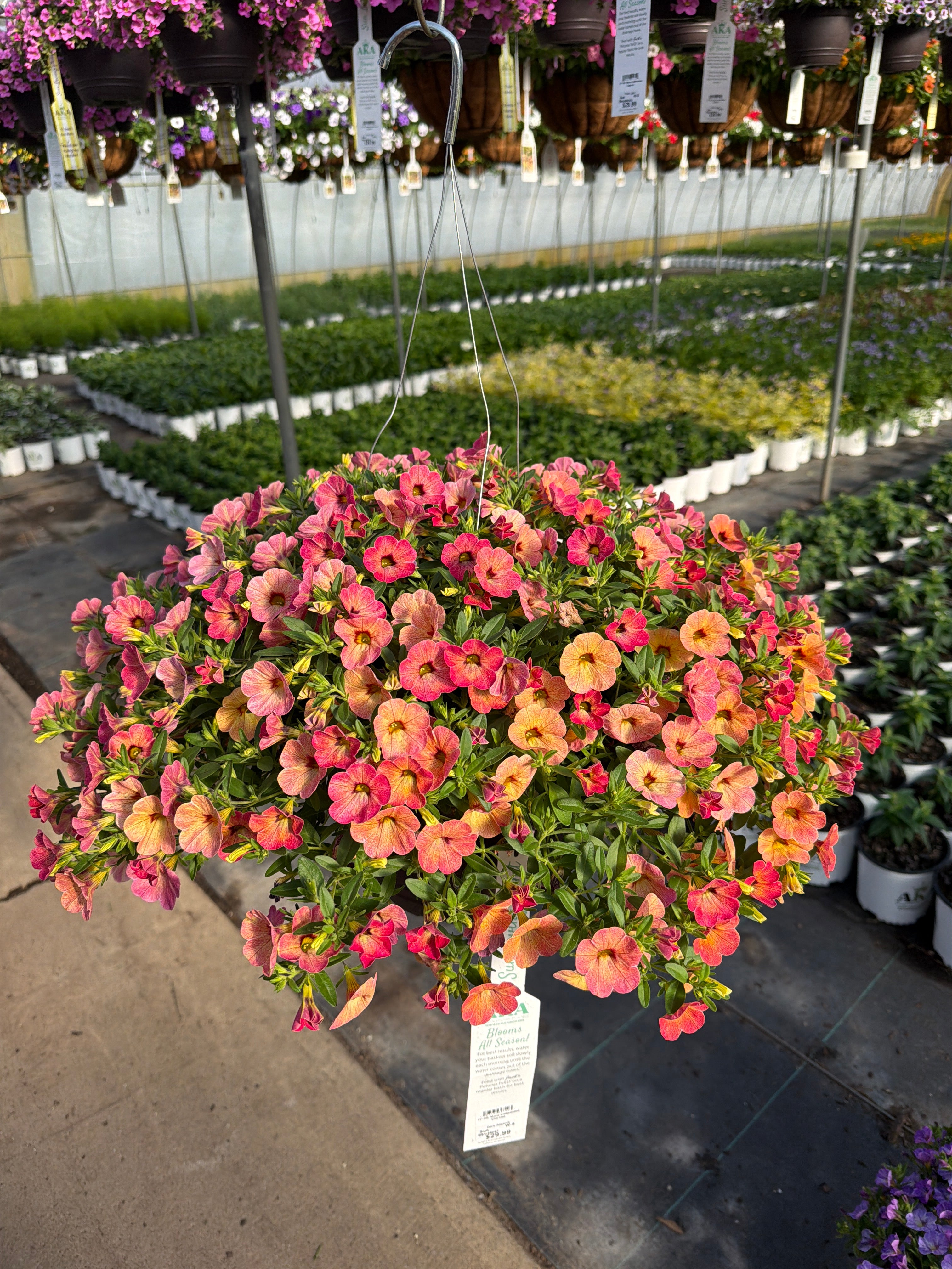 Calibrachoa Cha-Cha Diva Apricot - 11" Hanging Basket