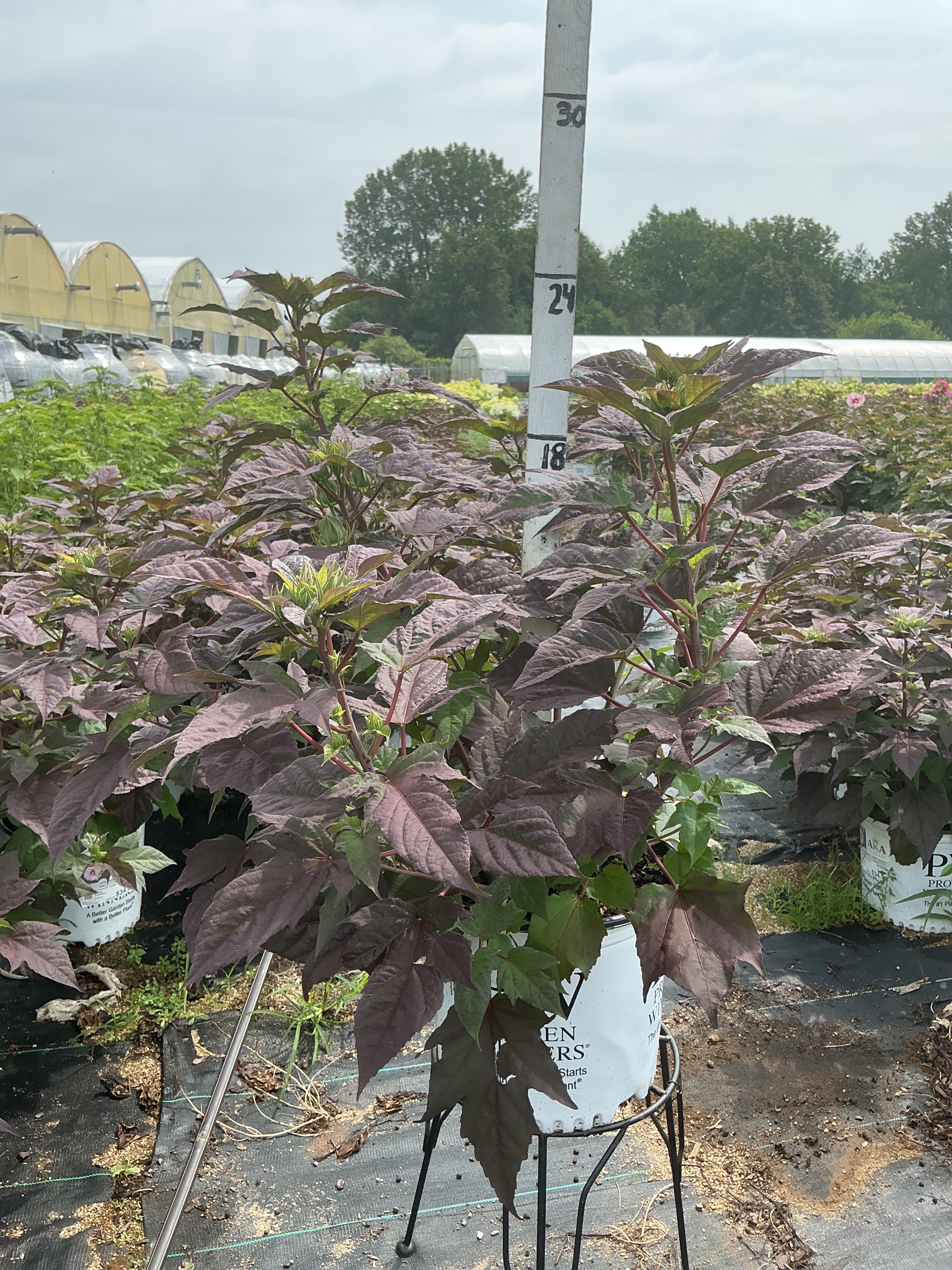 Hibiscus Rose Mallow Summerific Perfect Storm