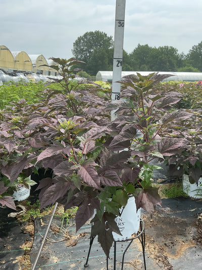 Hibiscus Rose Mallow Summerific Perfect Storm