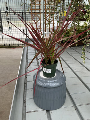 DRACAENA MARGINATA COLORAMA