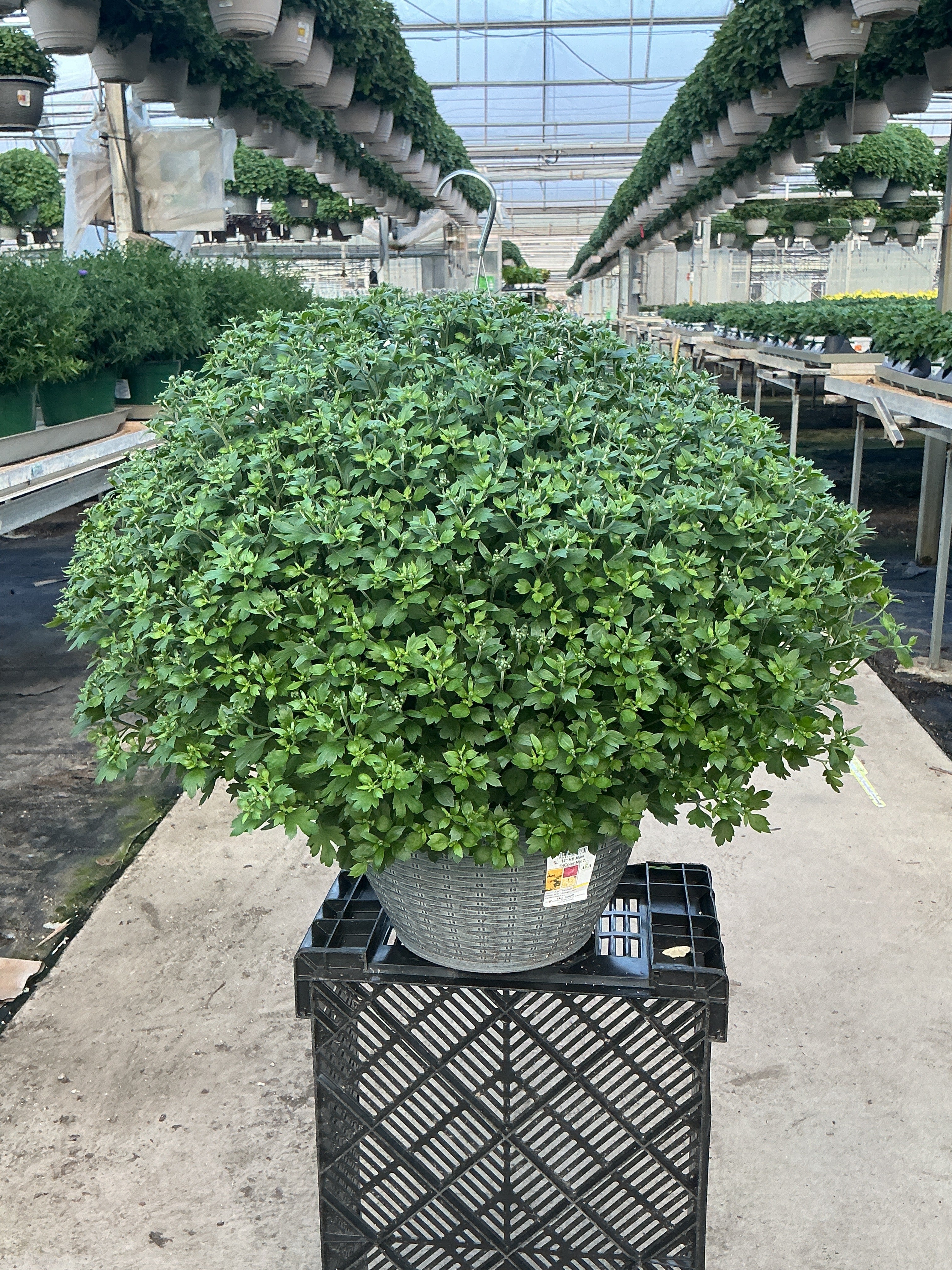 Jacqueline Tricolor (Mix 2) - 13" Garden Mum Hanging Basket