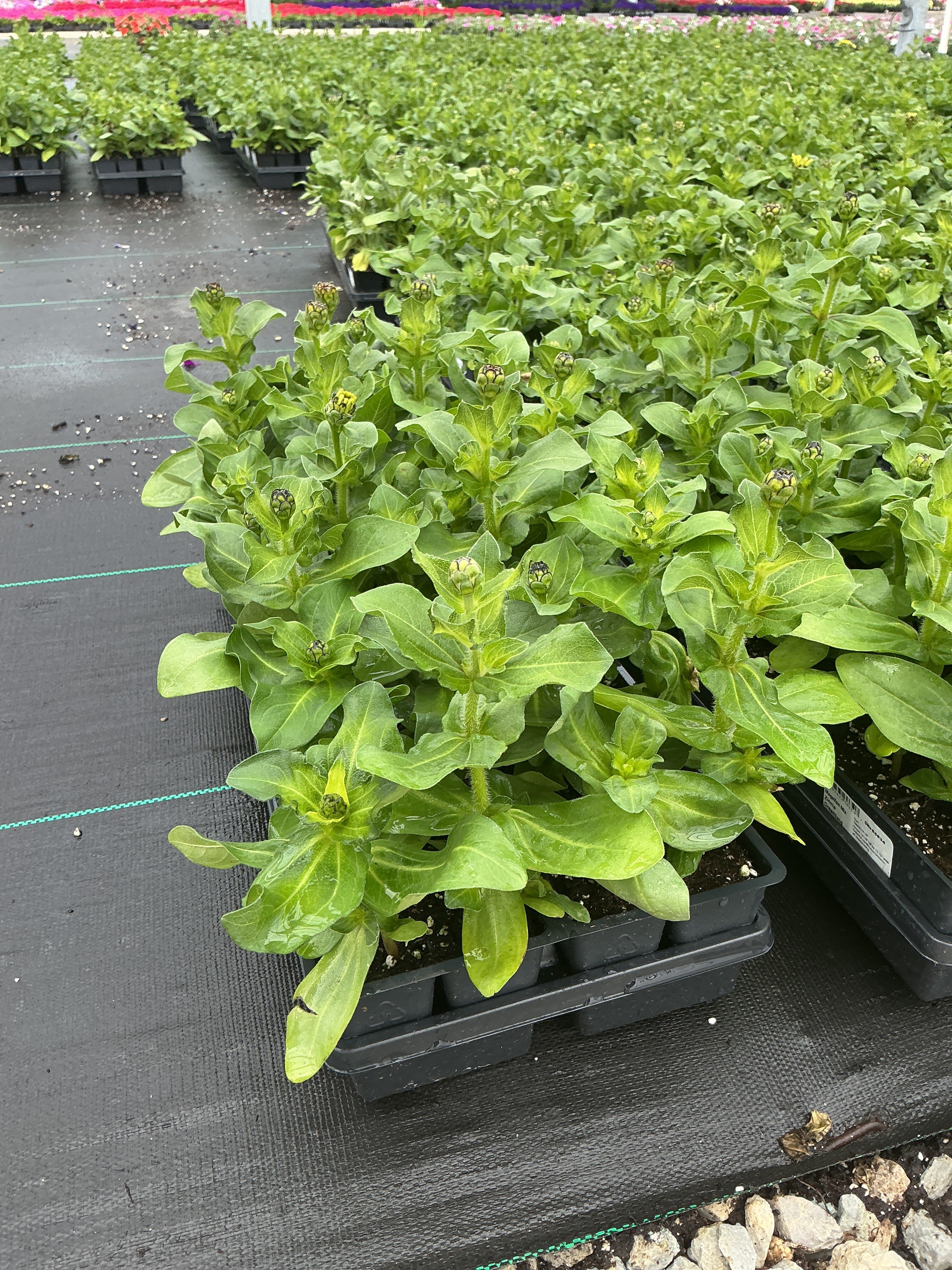 Zinnia Dreamland Magellan Mix - 4 Pack Annual
