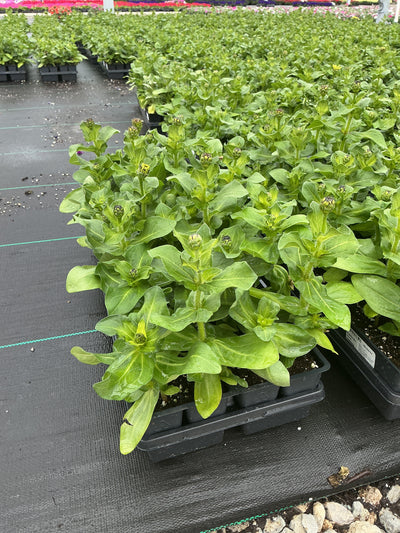 Zinnia Dreamland Magellan Mix - 4 Pack Annual