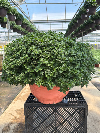 Jacqueline Tricolor Garden Mum (Mix 1) - 12" Fall Bowl Planter