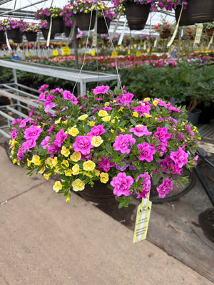 216 Calibrachoa Flirtini - 11" Hanging Basket