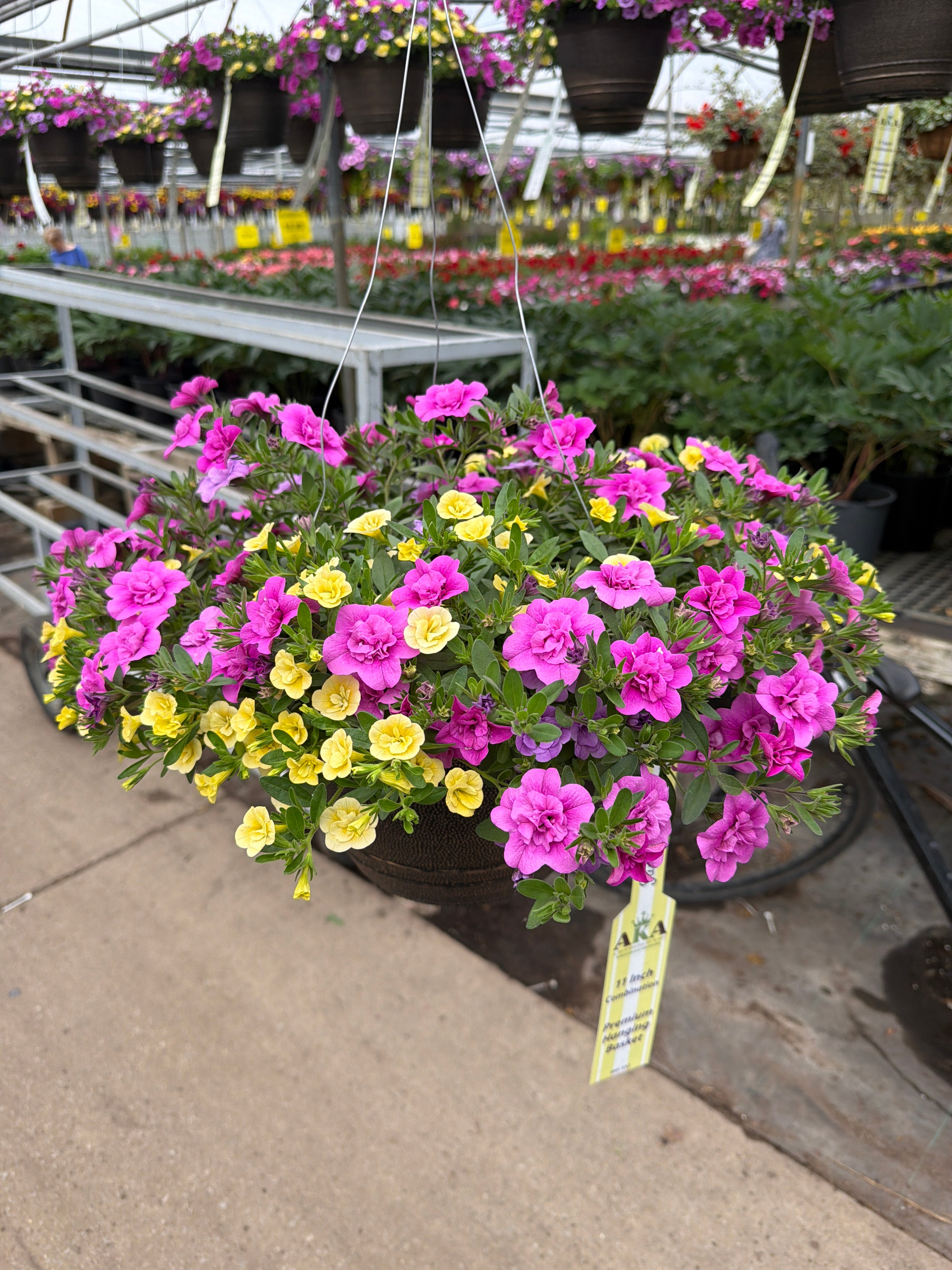 216 Calibrachoa Flirtini - 11" Hanging Basket
