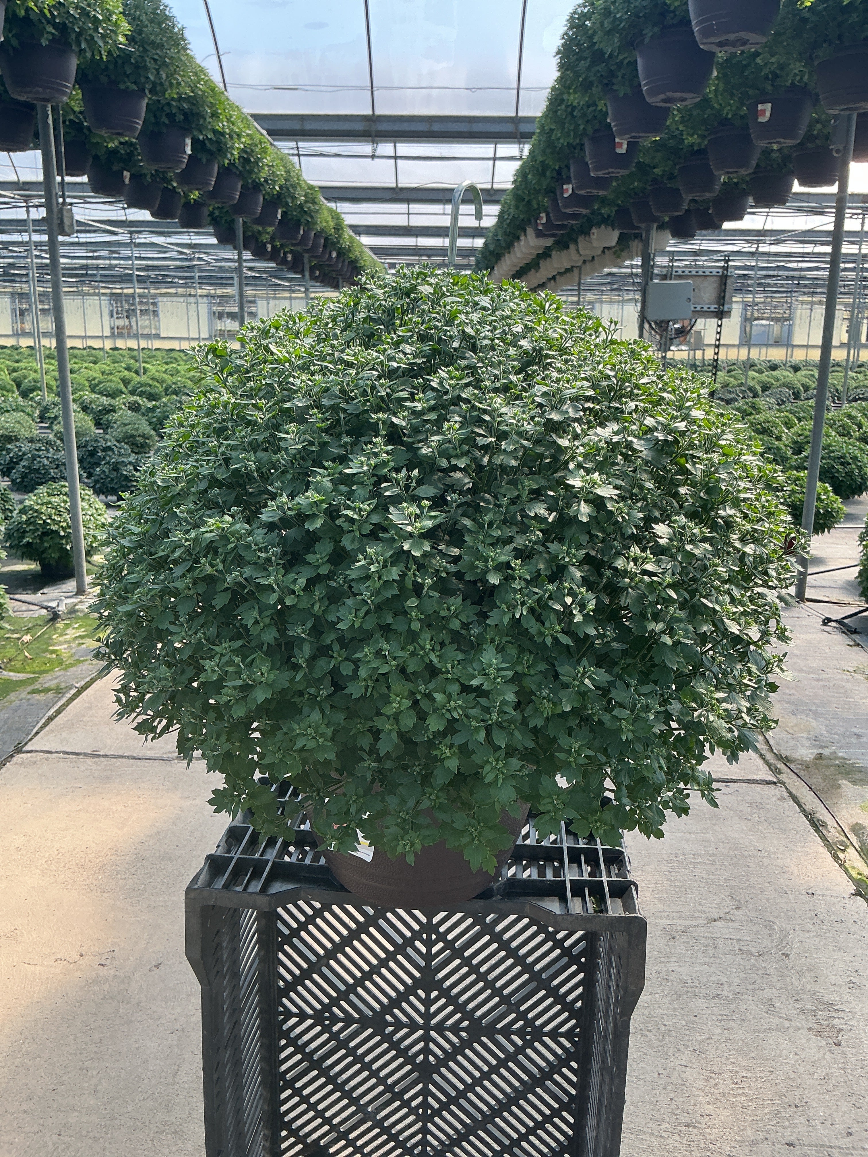 Jacqueline Orange Fusion - 11" Garden Mum Hanging Basket