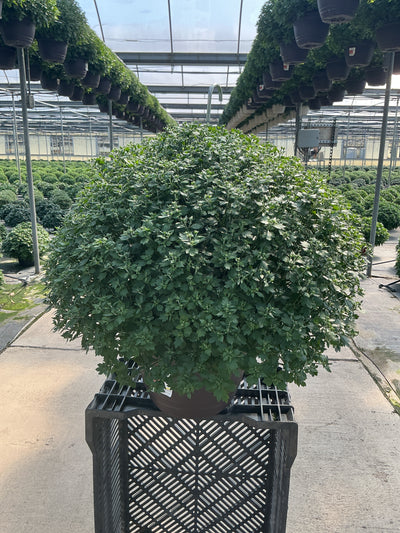 Jacqueline Orange Fusion - 11" Garden Mum Hanging Basket