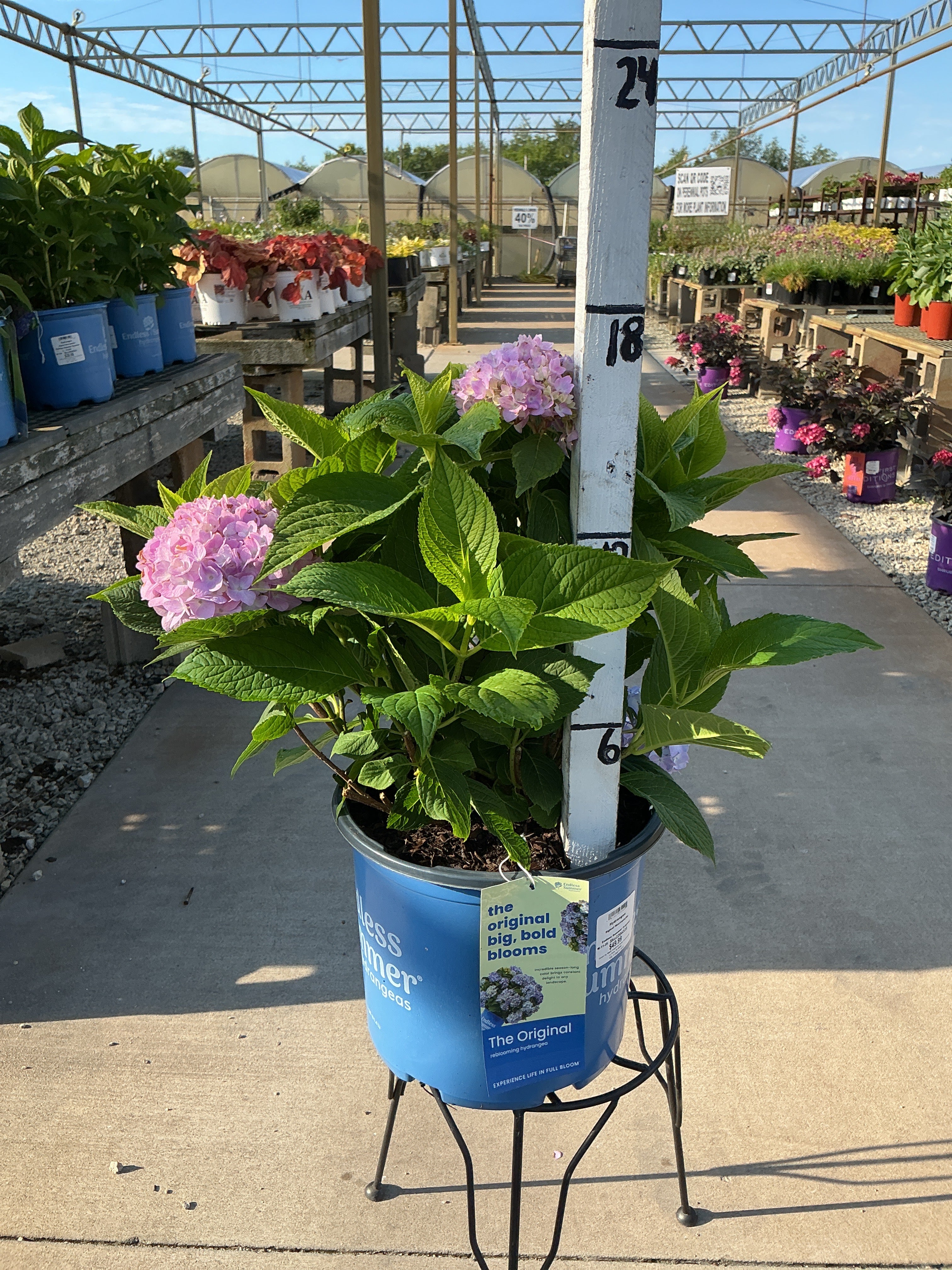 Hydrangea Endless Summer Original