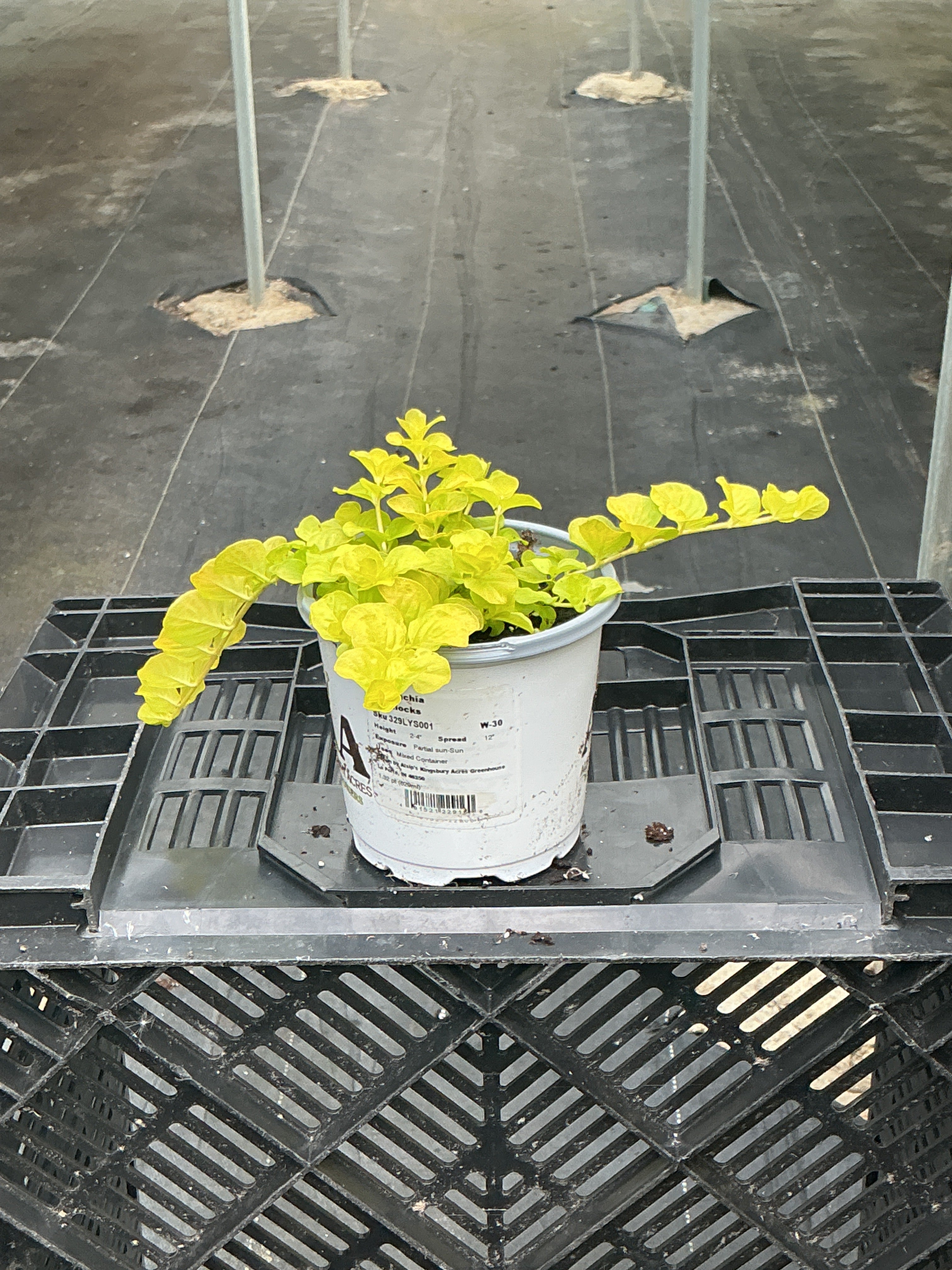 Lysimachia 'Goldilocks' Creeping Jenny - 4.33" Premium Annual