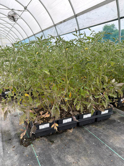 Tomato Beefsteak - 4 Pack Vegetable