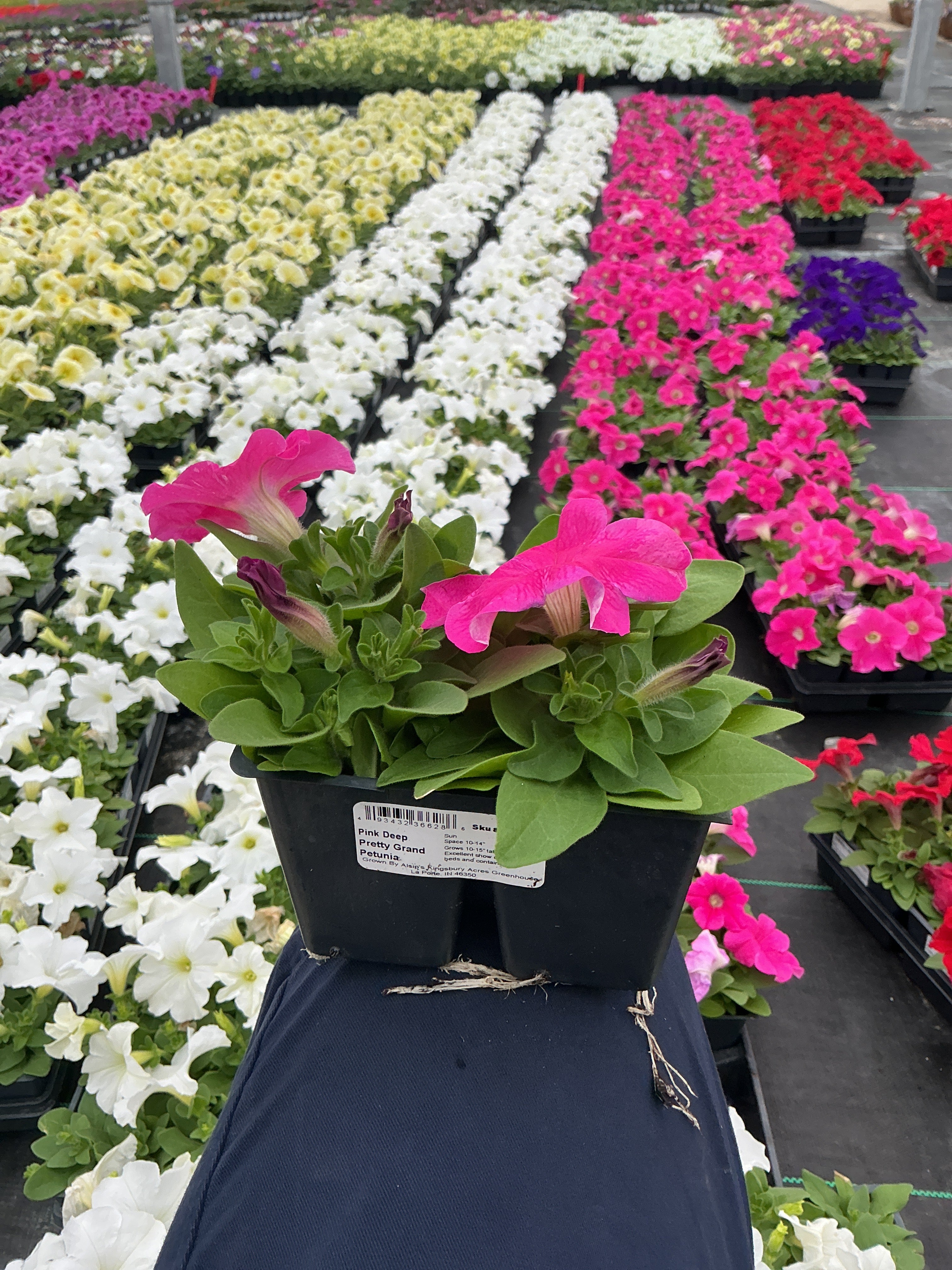 Petunia Pretty Grand Pink Deep - 4 Pack Annual