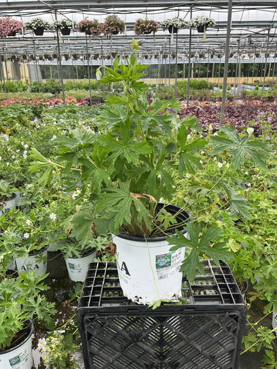 Geranium Cranesbill Delft Blue
