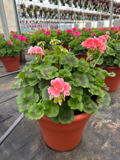 Geranium Dynamo Salmon Dark - 12" Planter