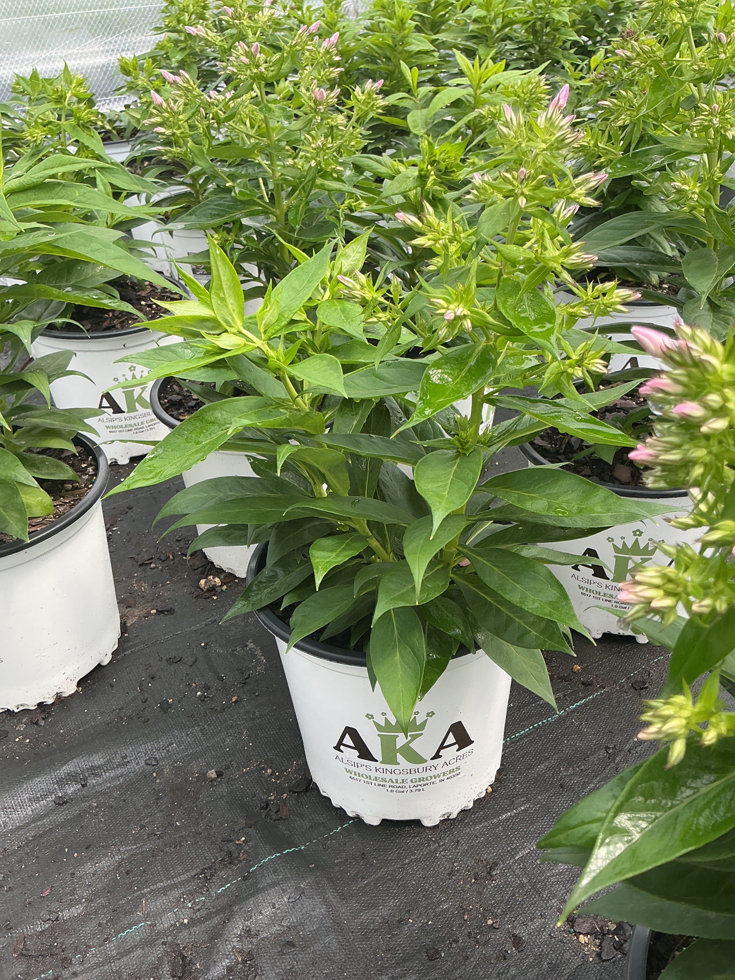 Phlox Garden Phlox Flame Pro Baby Doll