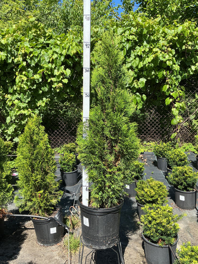 Thuja Emerald Green
