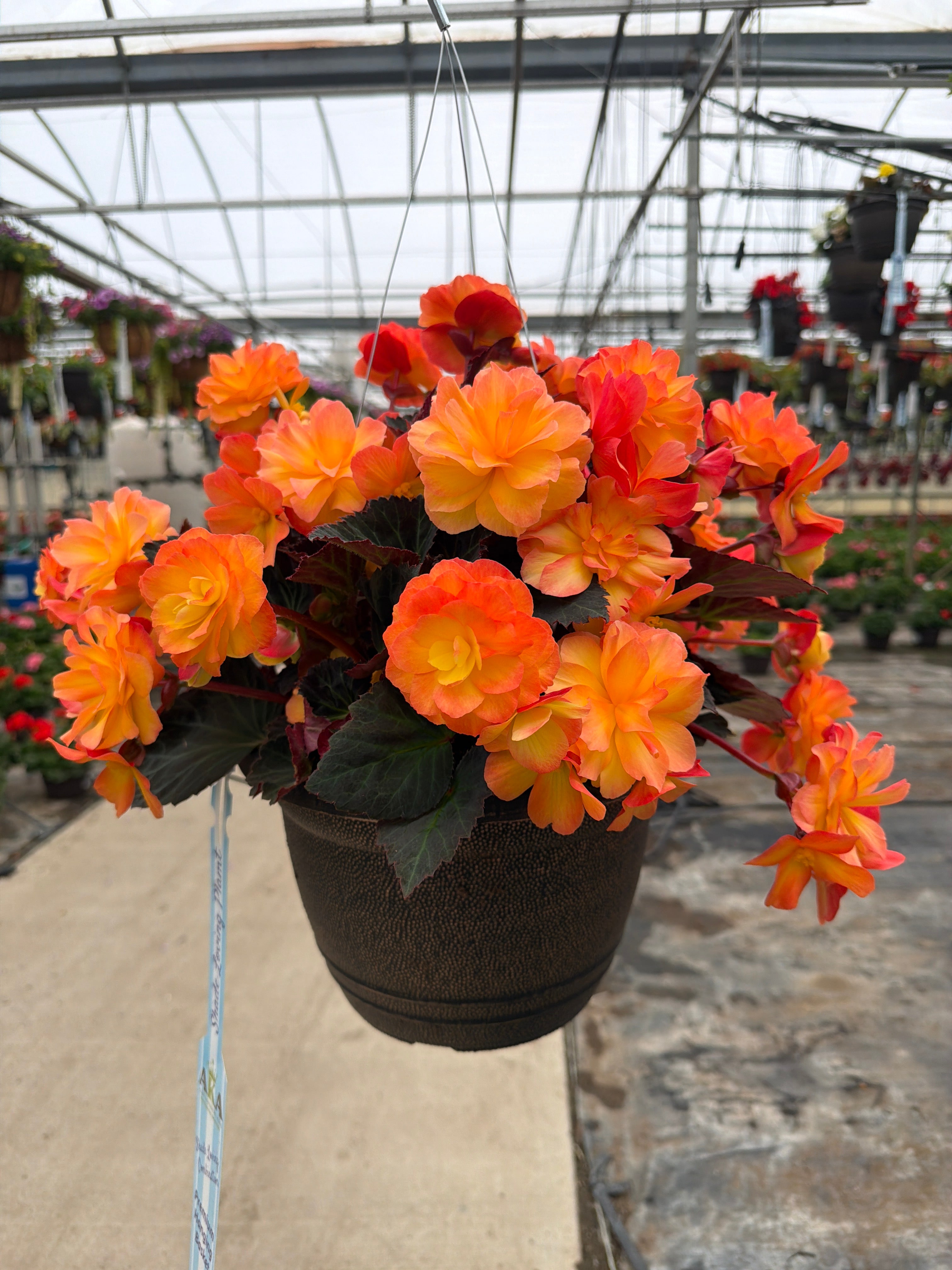 Begonia iCandy Sunset - 11" Hanging Basket
