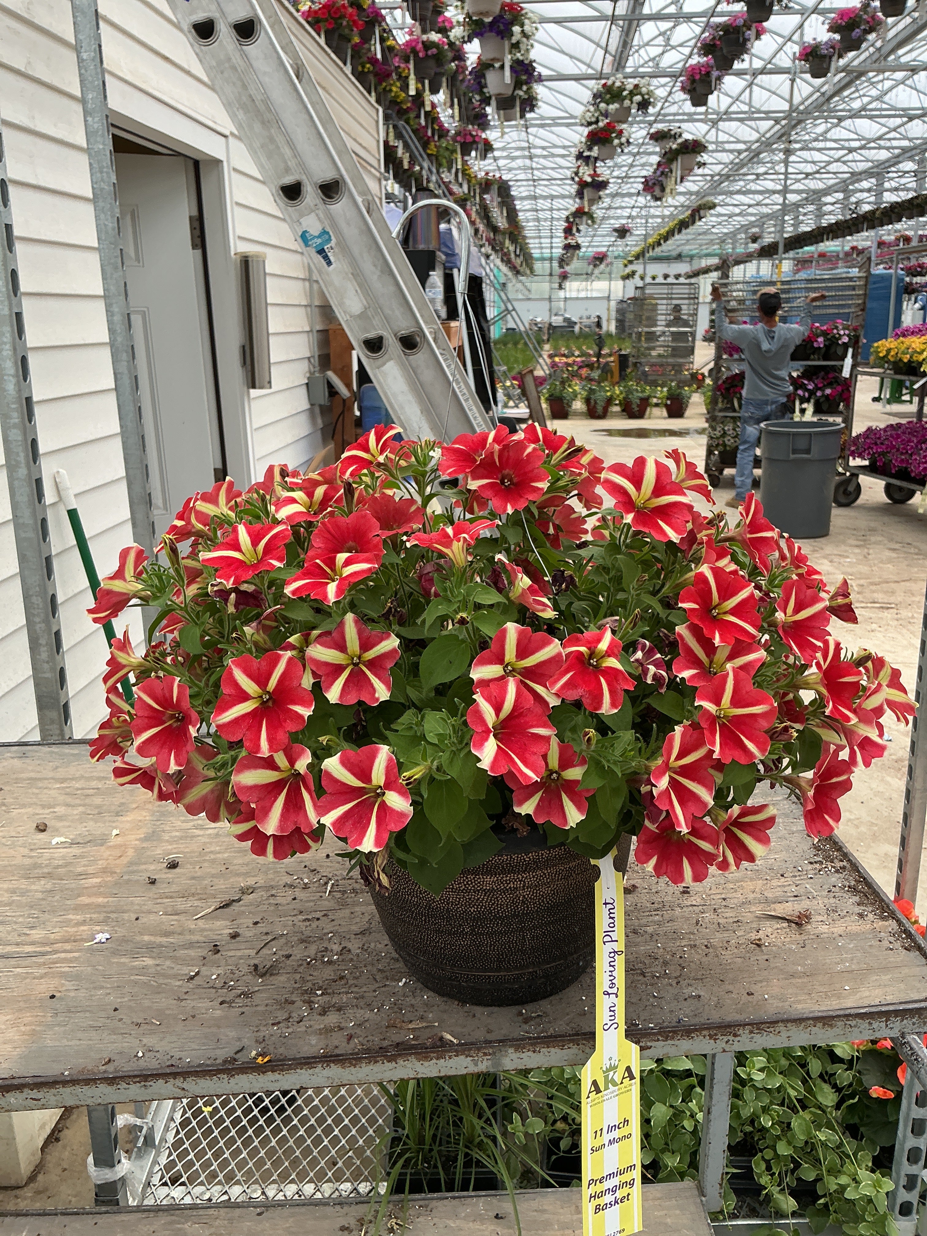 Petunia Sweetunia Windmill Red - 11" Hanging Basket