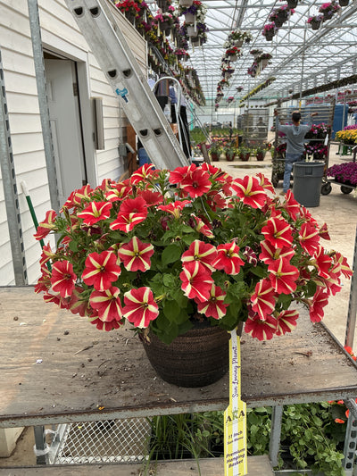 Petunia Sweetunia Windmill Red - 11" Hanging Basket