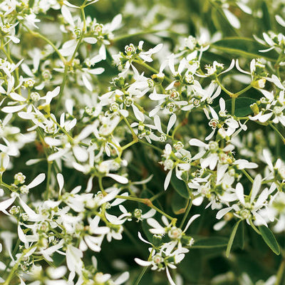 Euphorbia Diamond Frost - 4.25" Proven Winners Annual