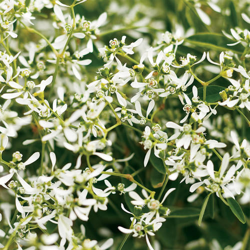 Euphorbia Diamond Frost - 4.25" Proven Winners Annual