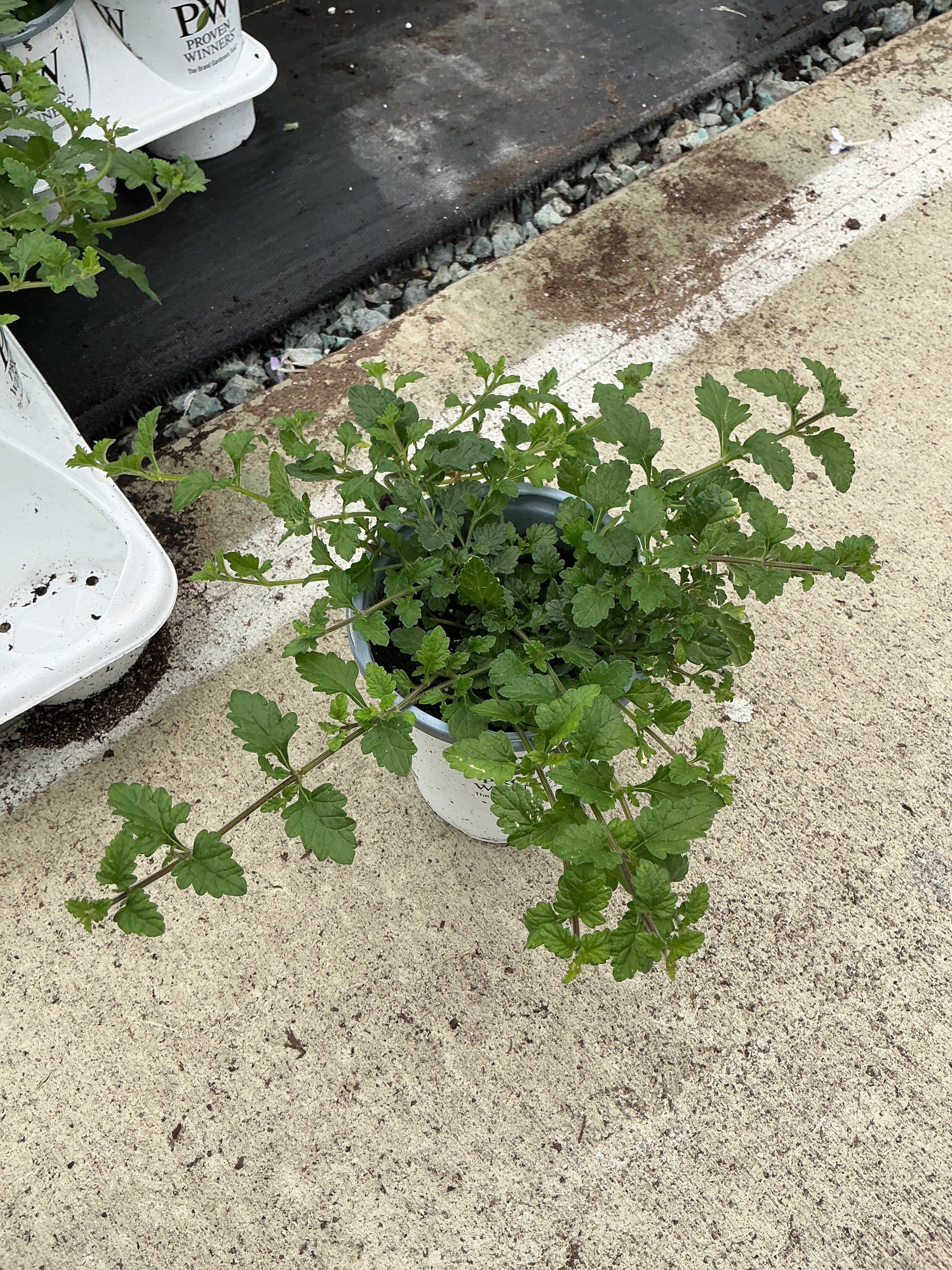 Verbena Superbena Raspberry - 4.25" Proven Winners Annual