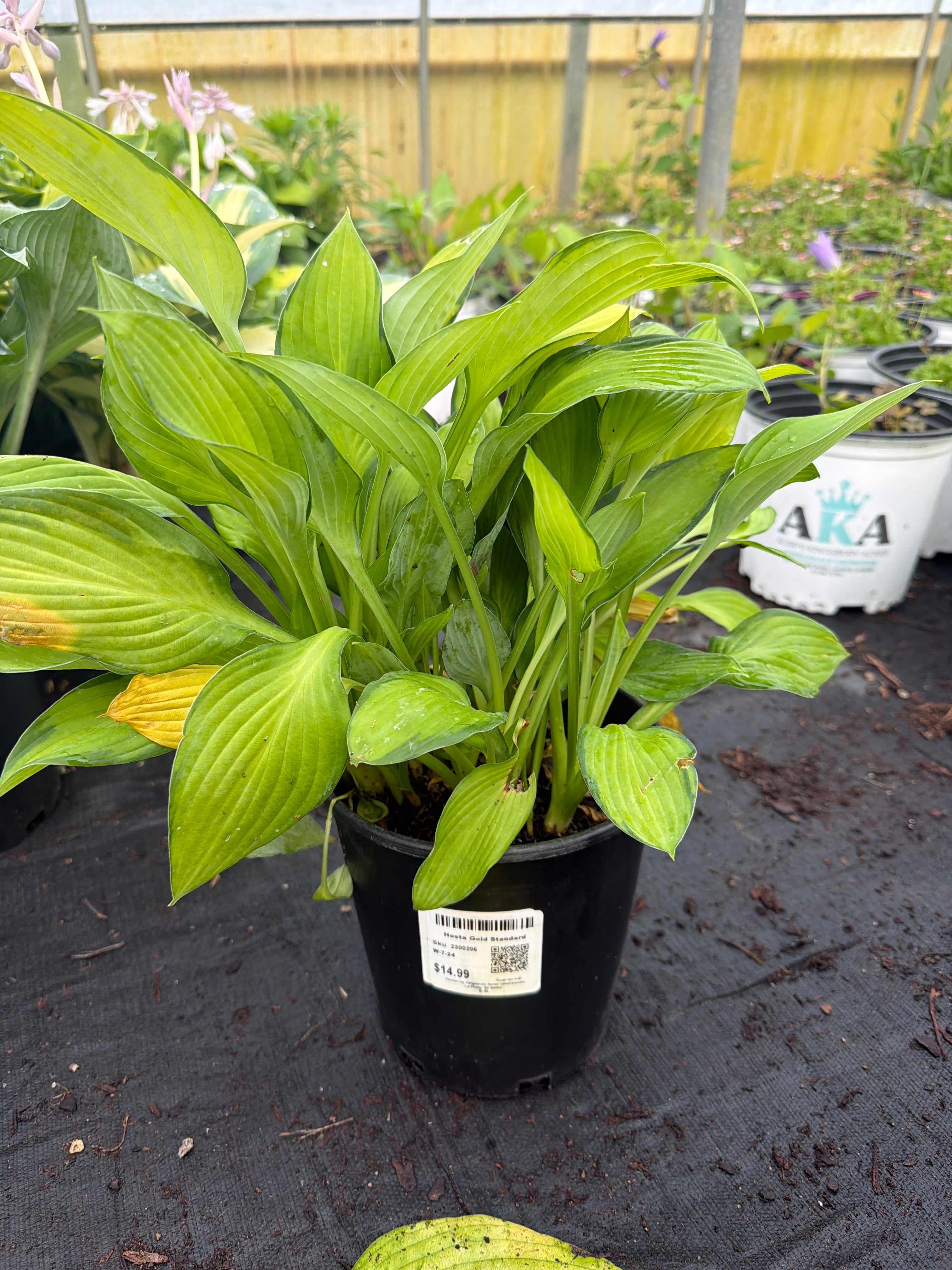 Hosta Plantain Lily Gold Standard