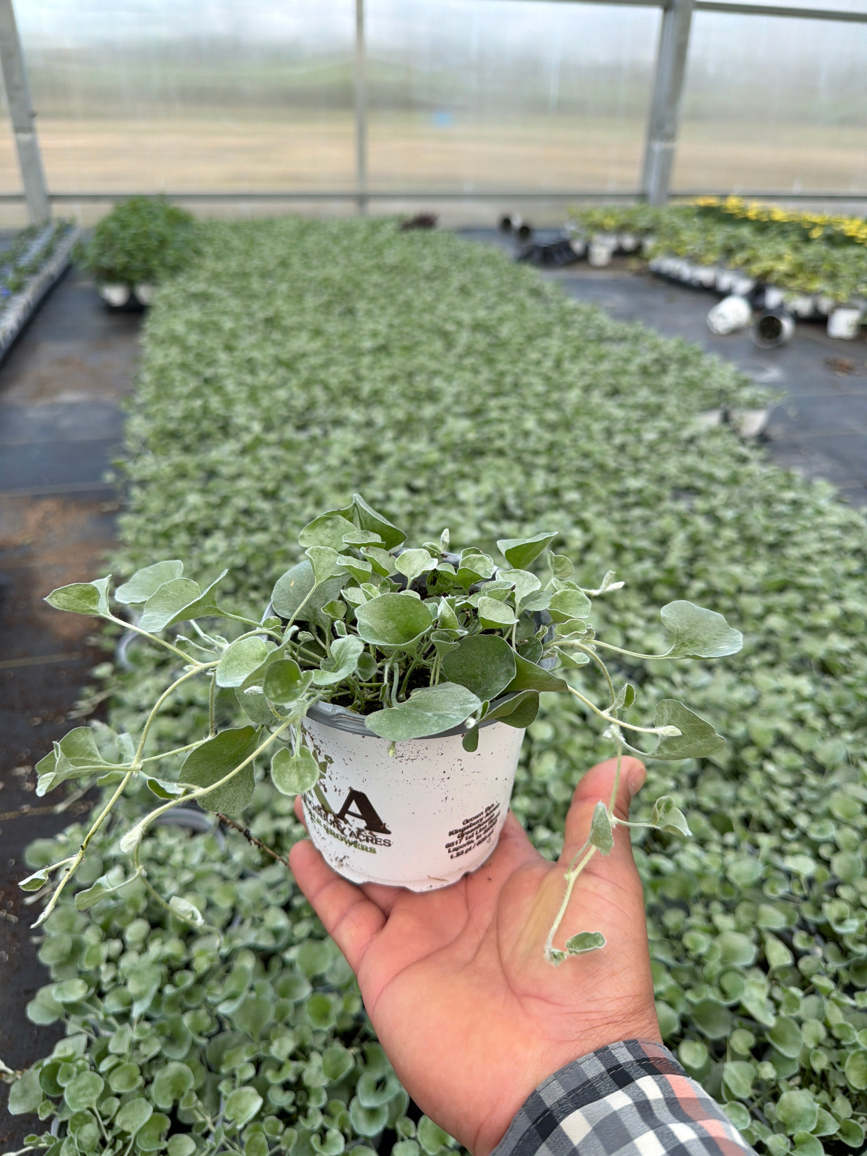Dichondra Silver Falls - 4.33" Premium Annual