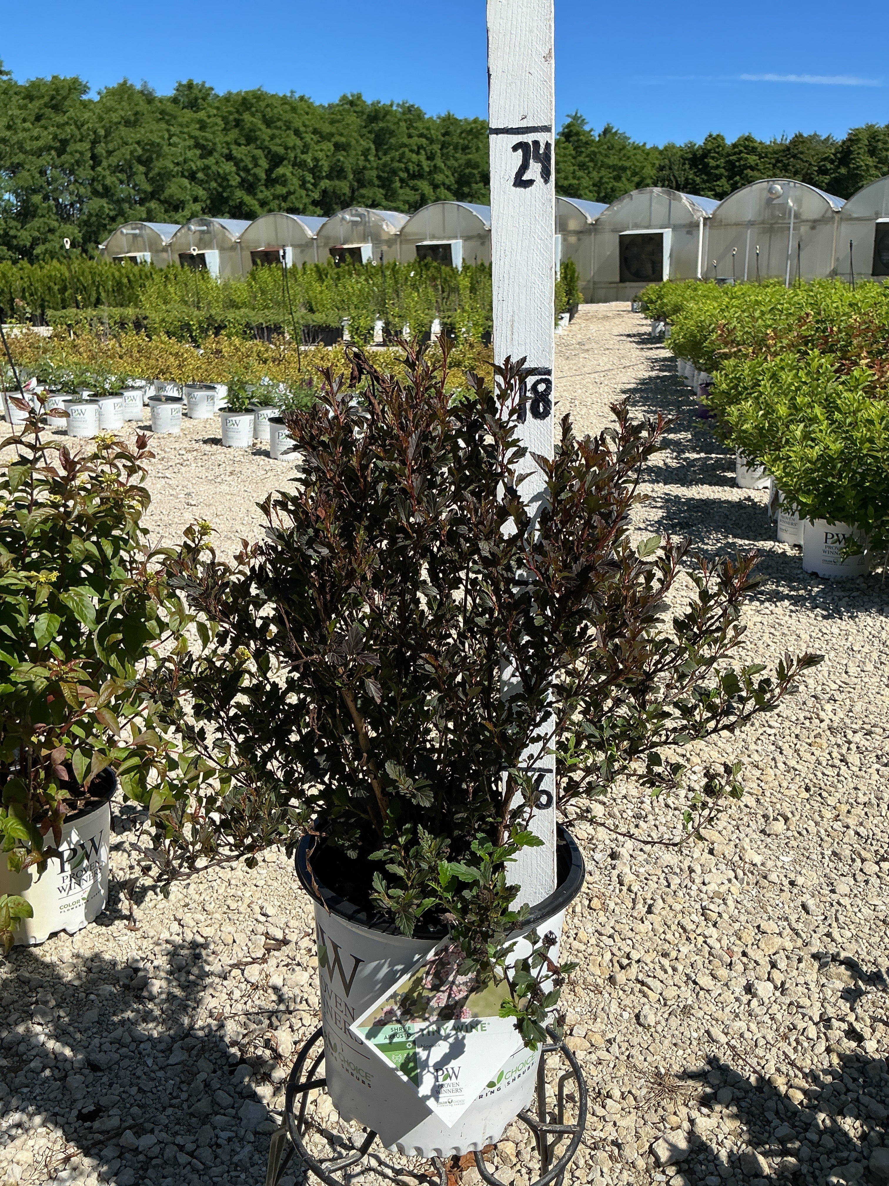 Physocarpus Tiny Wine