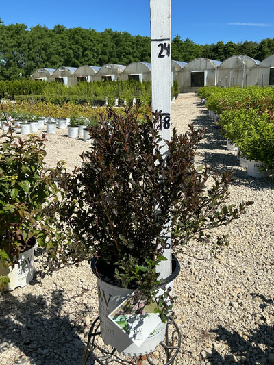 Physocarpus Tiny Wine