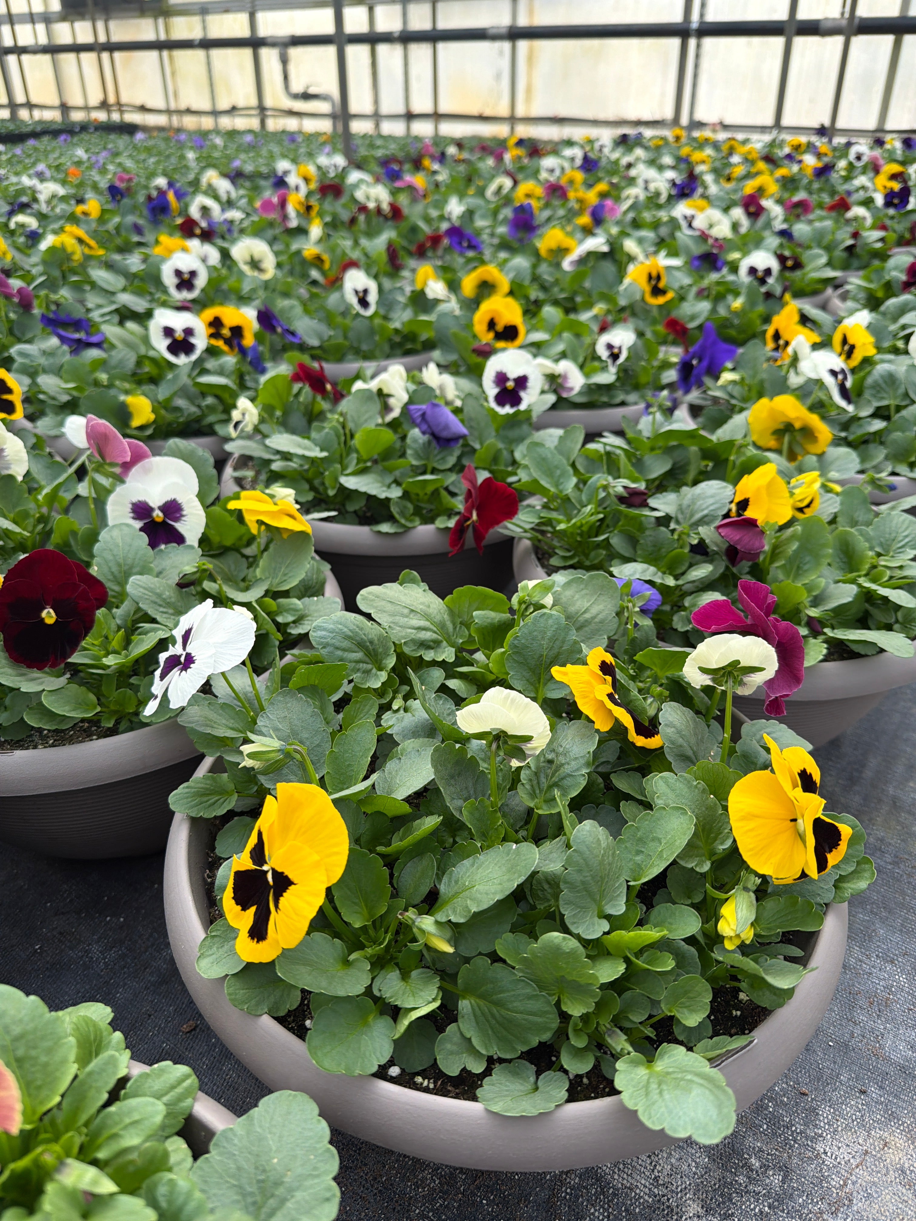 Pansy Blotch Mix - 12" Bowl Planter