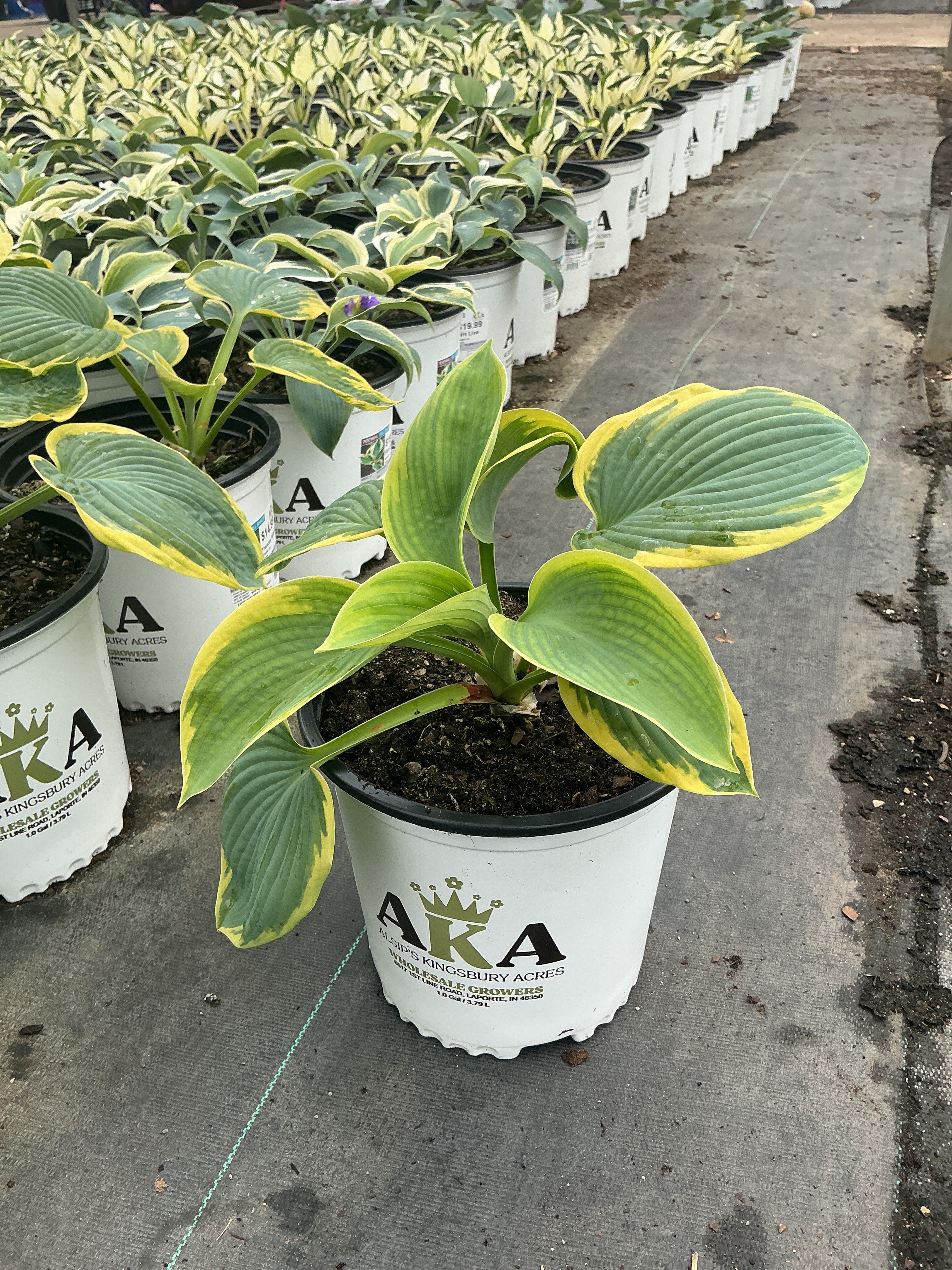 Hosta Plantain Lily Frances Williams